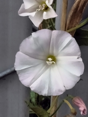 Convolvulus arvensis