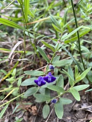 Scutellaria brittonii
