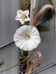 Convolvulus arvensis