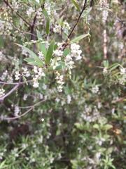 Leucopogon fasciculatus