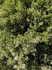 Baccharis pilularis