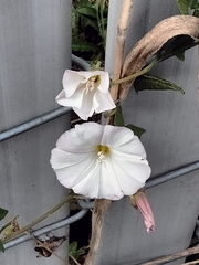 Convolvulus arvensis