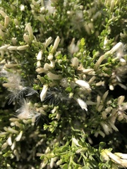 Baccharis pilularis