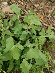 Brassica