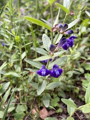 Scutellaria brittonii