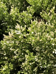 Baccharis pilularis