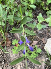 Scutellaria brittonii
