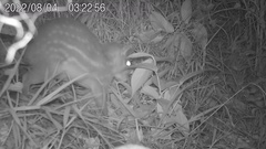 Cuniculus