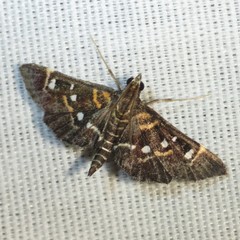 Diathrausta harlequinalis