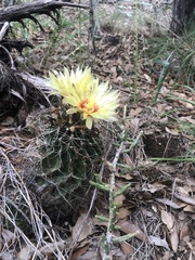 Hamatocactus setispinus