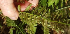 Athyrium filix-femina