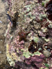 Aquilonastra