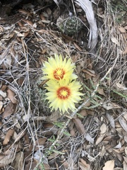 Hamatocactus setispinus
