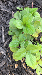 Fragaria vesca