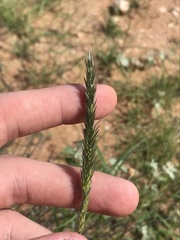 Enneapogon desvauxii