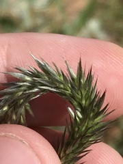 Enneapogon desvauxii