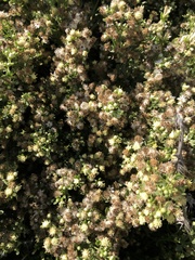 Baccharis pilularis
