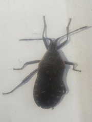 Anasa tristis