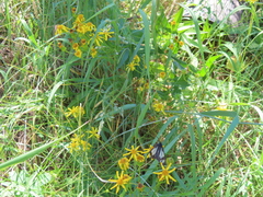 Senecio serra
