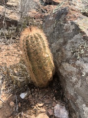 Echinocereus reichenbachii caespitosus