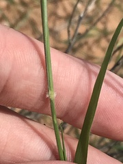 Enneapogon desvauxii