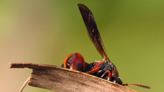 Leucospis slossonae
