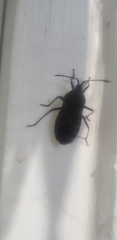 Anasa tristis
