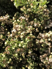 Baccharis pilularis