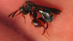 Leucospis slossonae