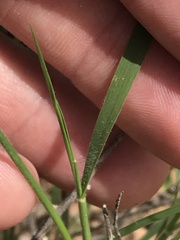 Enneapogon desvauxii