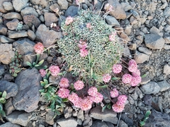Eriogonum ovalifolium rubidum