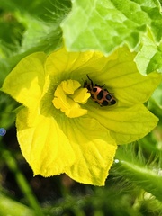 Coleomegilla maculata