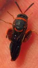 Leucospis slossonae