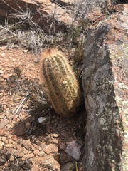 Echinocereus reichenbachii caespitosus
