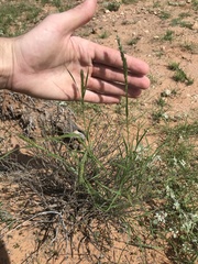 Enneapogon desvauxii