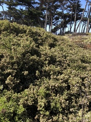 Baccharis pilularis