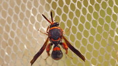 Leucospis slossonae