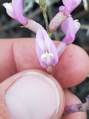 Astragalus casei