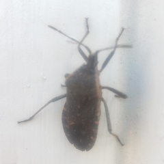 Anasa tristis
