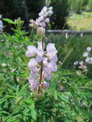 Lupinus latifolius