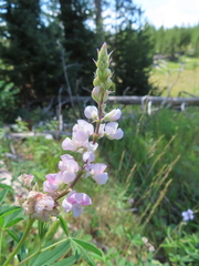 Lupinus latifolius