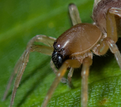 Clubionidae