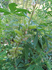 Lupinus latifolius