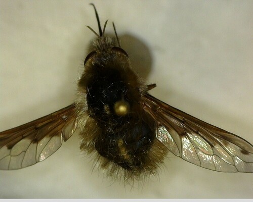 iNaturalist observation photo of Greater Bee Fly