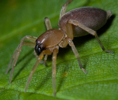 Clubionidae