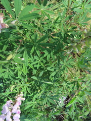 Lupinus latifolius