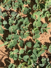 Euphorbia albomarginata