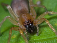 Clubionidae