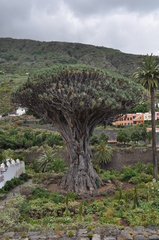 Dracaena draco