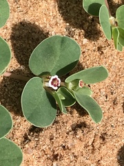 Euphorbia albomarginata